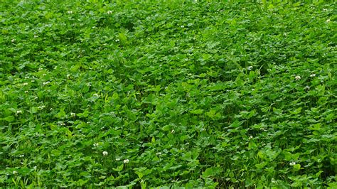 5 Steps To Growing The Perfect Clover Food Plot