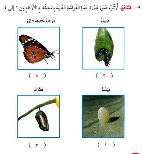 دورة حياة الفراشة