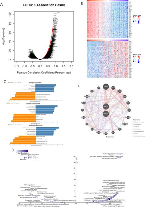 GSEA For LRRC15 LRRC15 Coexpressed Genes In OC LinkedOmics The