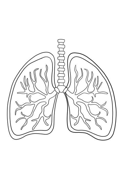 Human Lungs Coloring Page