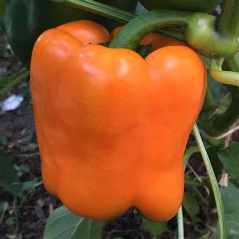 Orange Capsicum Seeds Most Popular Seeds