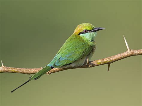 Details Asian Green Bee Eater Birdguides