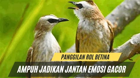 Trucuk Betina Memanggil Jantan NGALAS EMOSI Ampuh Memancing Trucukan