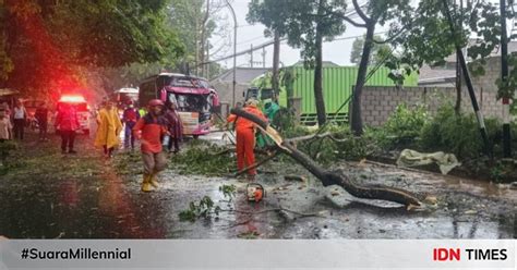 Pohon Tumbang Timpa Pengendara Motor Di Kota Malang