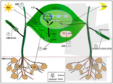 Circadian Rhythm In Plants Information Chocmales