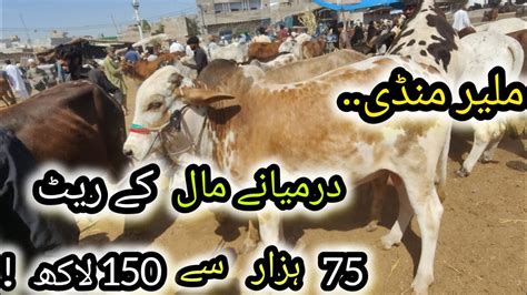 MALIR MANDI UPDATE DARMIYANA MAL 75K TO 150K MALIR CATTLE MANDI