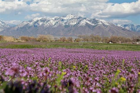 Spring In Utah Stock Photo Image Of Spring Capped Focus 30555064