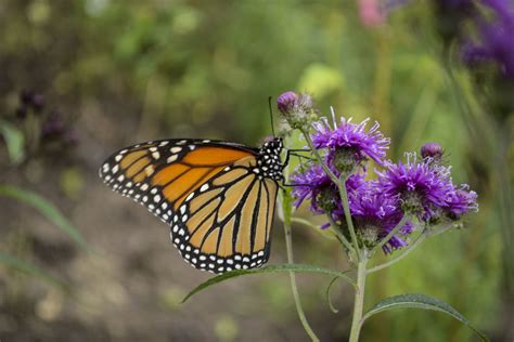 Monarch Butterfly On Ny Ironweed Monarch Butterfly Danaus Flickr