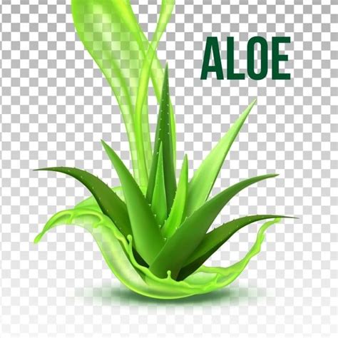 Aloe Vera Plant Clipart Transparent Png Hd Realistic Foliage Green