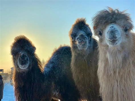 Bactrian Camels Pleistocene Park