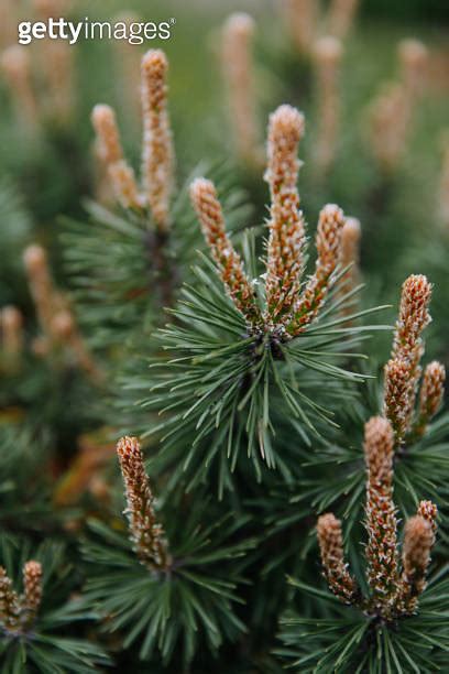 New Growth Of Pine Tree Close Up Image 이미지 1474835101 게티이미지뱅크