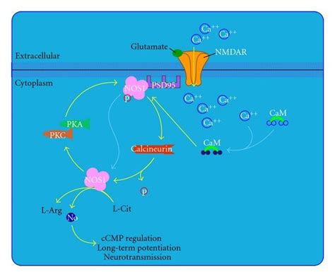 Nitric Oxide Signaling Pathway Extracted From Biocarta Database 9