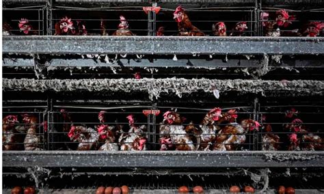 Chickens To Be Culled At Bird Flu Hit Farm In Denmark