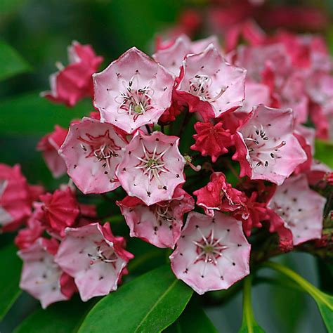 Kalmia Latifolia Ostbo Red 3l Coolings Garden Centre