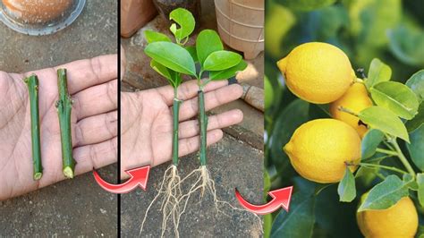 How To Propagate Lemon Tree From Cuttings Grow Lemon Tree From