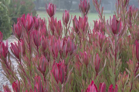 Leucadendron Jolly Joker Coastal Gardens Supplies And Hire