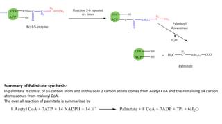 De Novo Synthesis Of Fatty Acids Palmitic Ppt