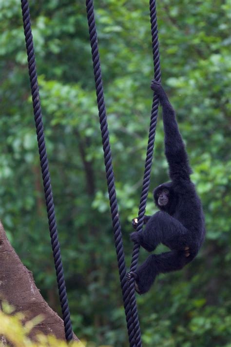 Siamang Gibbon Dublin Zoo