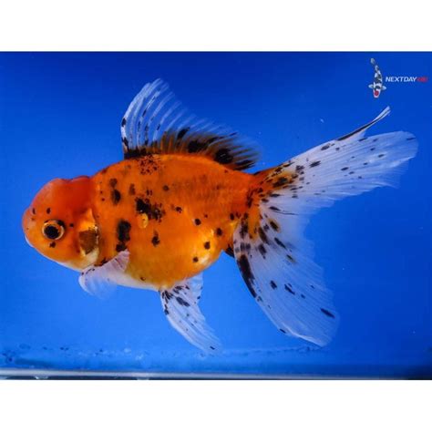 Calico Oranda Goldfish