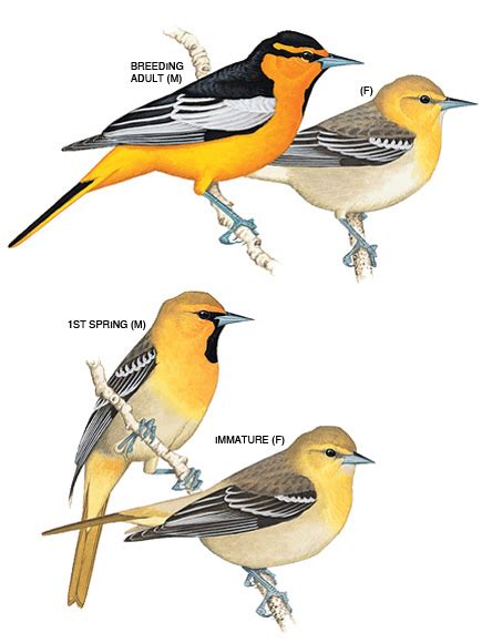 Zupoz Personals Identity Bullocks Oriole Facts Pictures Information