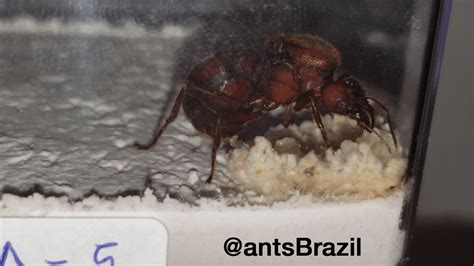 Leafcutter ant Queen starting a colony - Atta sexdens : antkeeping