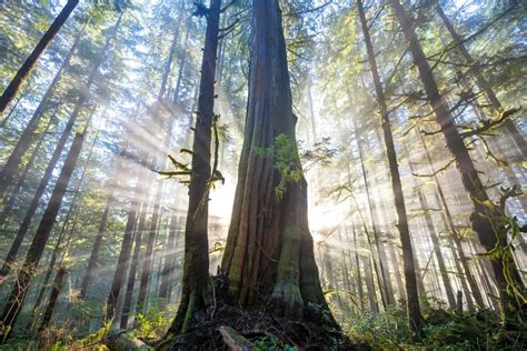 Red Cedar The Amazing Giving Tree Ancient Forest Alliance