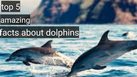 Top 5 Facts About Dolphins Youtube