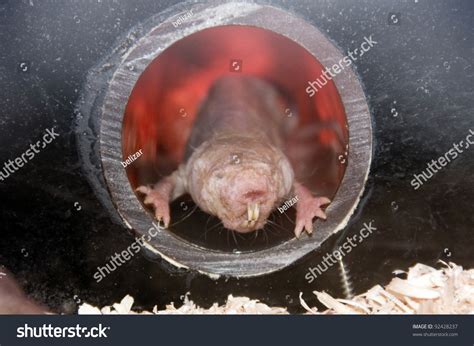 Стоковая фотография 92428237 Naked Mole Rat Heterocephalus Glaber Tube