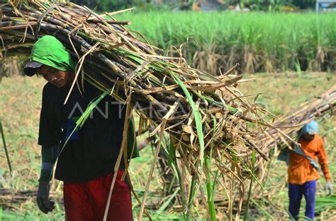 Target Produksi Gula Nasional Antara Foto