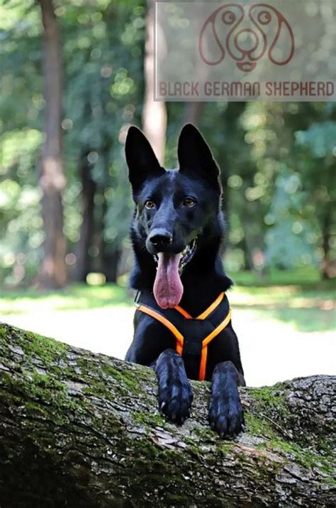 10 Exciting And Fun Facts About All Black German Shepherds