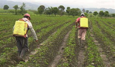 ¿cómo Funcionan Los Insecticidas Granulados Agrosense