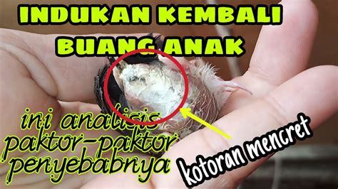 Gagal Panen Indukan Murai Batu Buang Anak Ini Dia Paktor Paktor