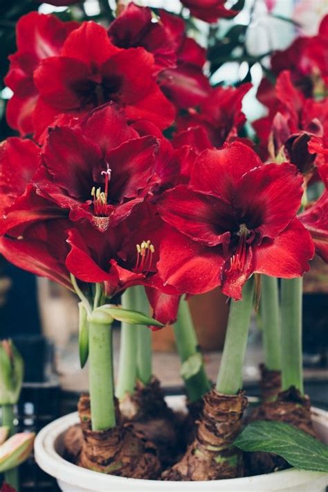 Amaryllis Growing Guide Artofit