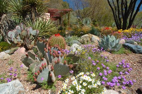 Arizona Gardening Xeriscape Dream Garden