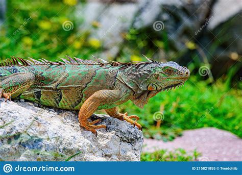 Lizard Of The Genus Iguana Native To Central South America And In The