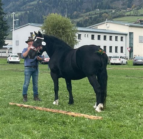 Belinda Noriker Stute 2020 Rappe Pferd Austria