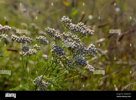 Common Yarrow Achillea Millefolium White Flowers Close Up Floral