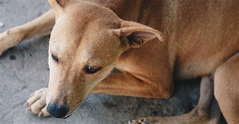 Short Coated Tan Dog · Free Stock Photo