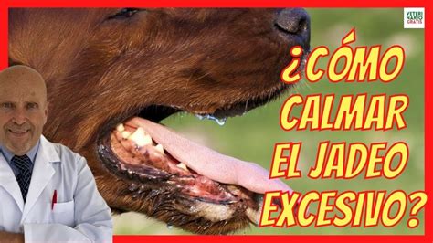 CÓMO CALMAR EL JADEO EXCESIVO DE UN PERRO QUE HACER SI MI PERRO