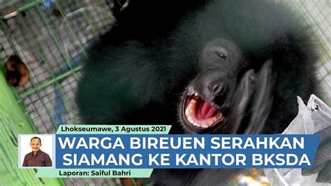 Warga Bireuen Serahkan Siamang Secara Sukarela Ke BKSDA YouTube