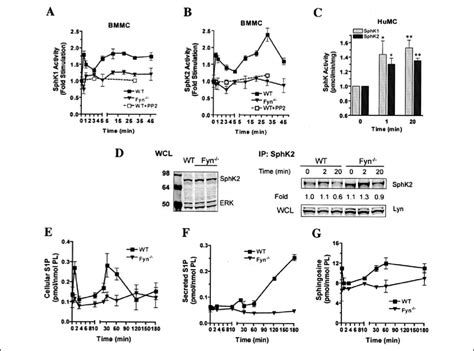 Both SphK1 And 2 Are Activated By FcRI Cross Linking In BMMC And HuMC