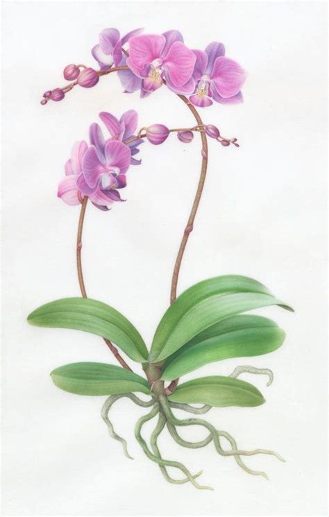 Orchids Botanicals By Karen Kluglein Orchid Drawing Orchids