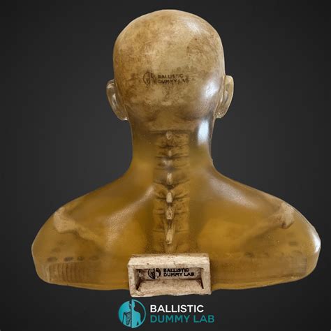 Deluxe Ballistic Dummy Gel ZOMBIE Bust – Ballistic Dummy Lab