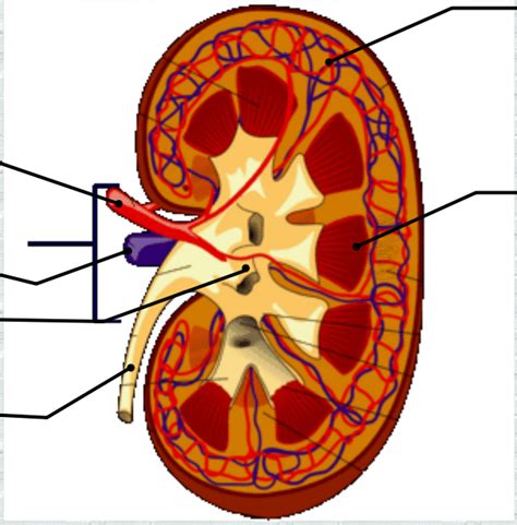 Kidney Diagram Quizlet