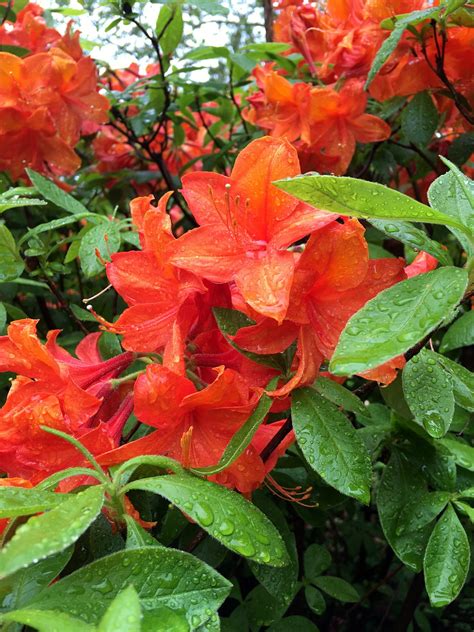 Naranja Arbusto Rododendro Foto Gratis En Pixabay Pixabay