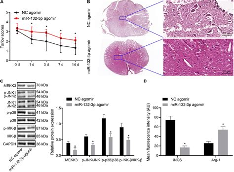 Frontiers Mir 132 3p Modulates Mekk3 Dependent Nf κb And P38jnk