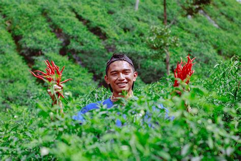 Gambar Petani Cabe Pulp