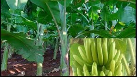 Banana Farming इस केले की खेती करने पर सरकार देगी बंपर सब्सिडी फटाफट