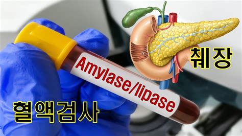 Amylase Lipase Youtube