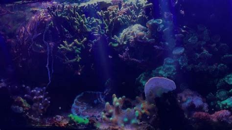 Coral reef aquarium